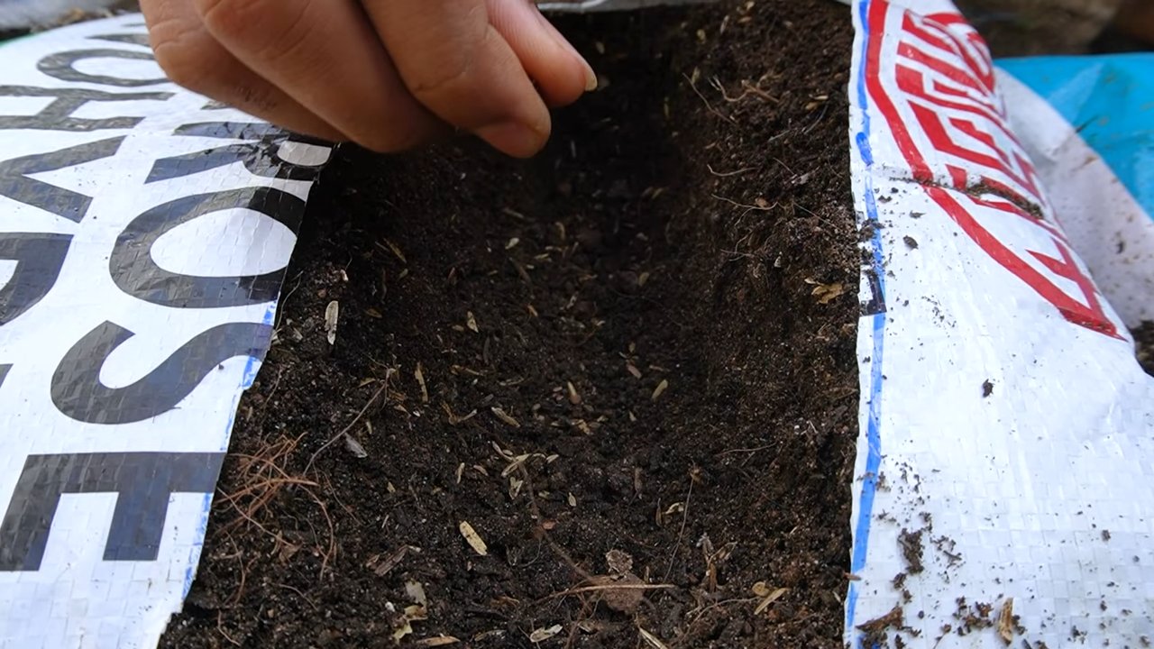 Grow Strawberries at Home Easy