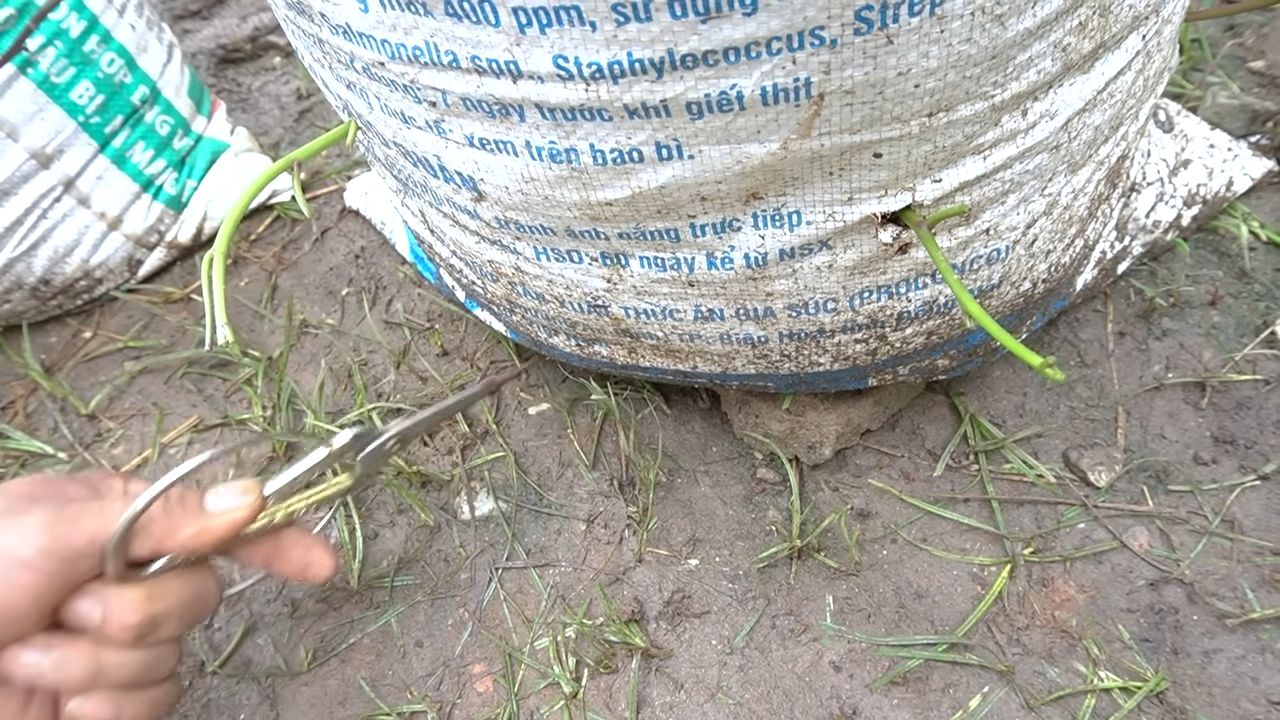 Grow Sweet Potatoes Soil Bags