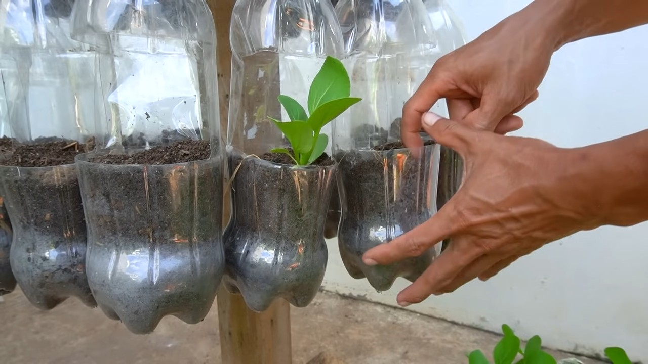 Grow Choi Sum Successfully