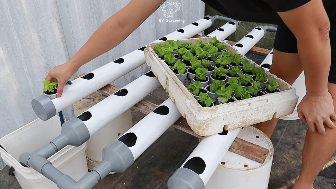 Hydroponic lettuce gardening