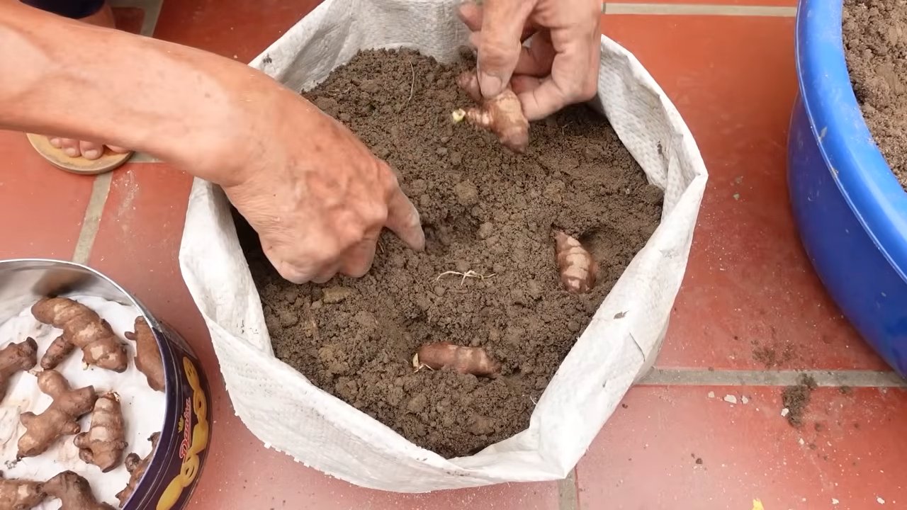 Harvesting Ginger at Home