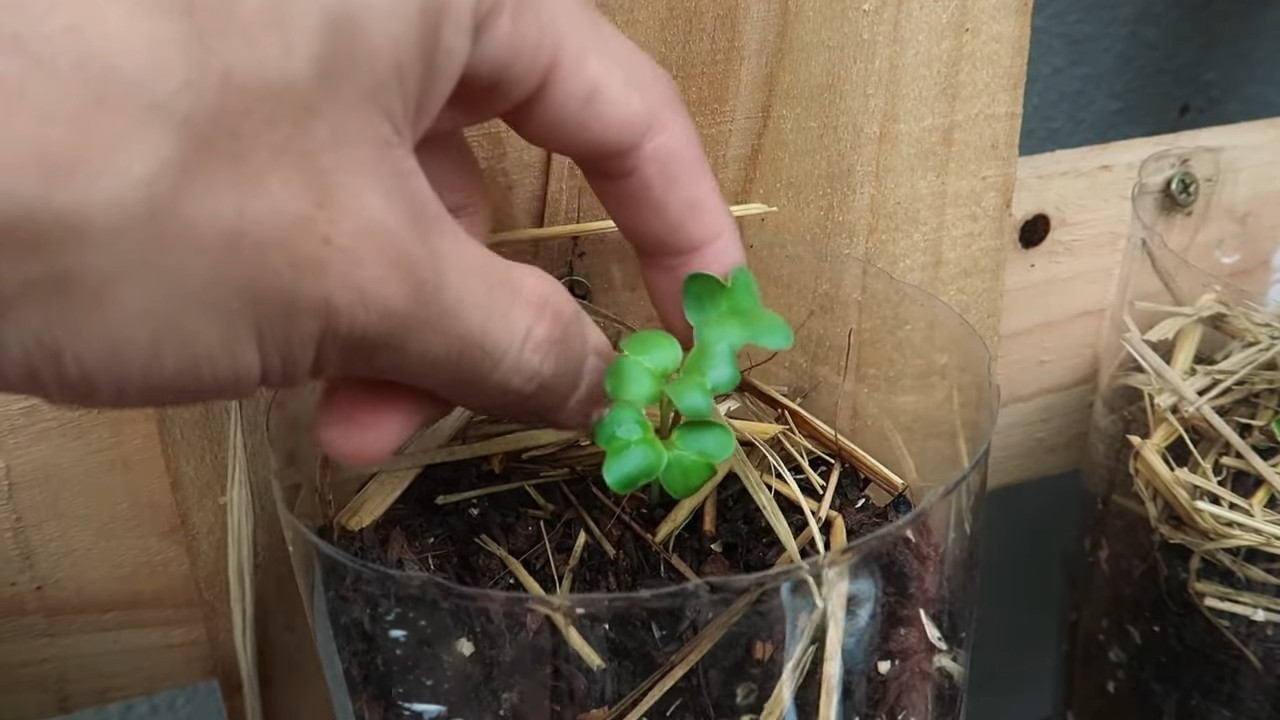 Soil bags for bigger carrots