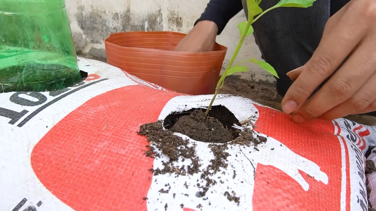 Chili pepper soil bag growing