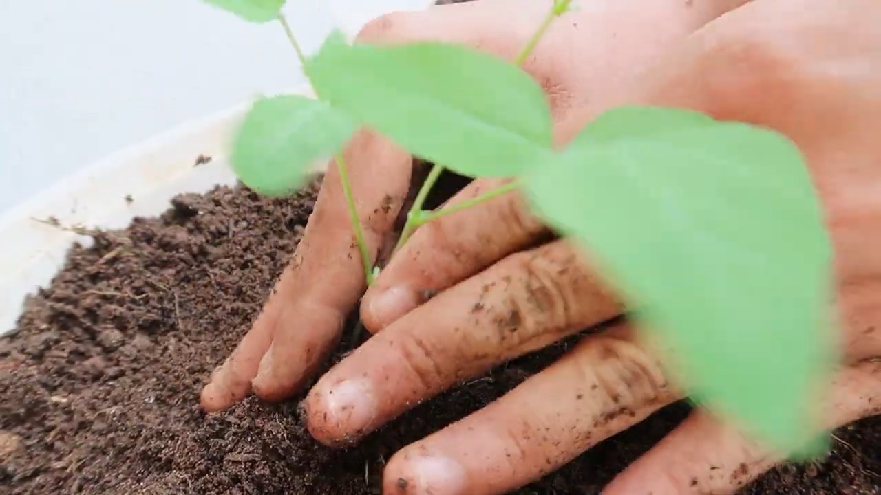 Grow Winged Beans