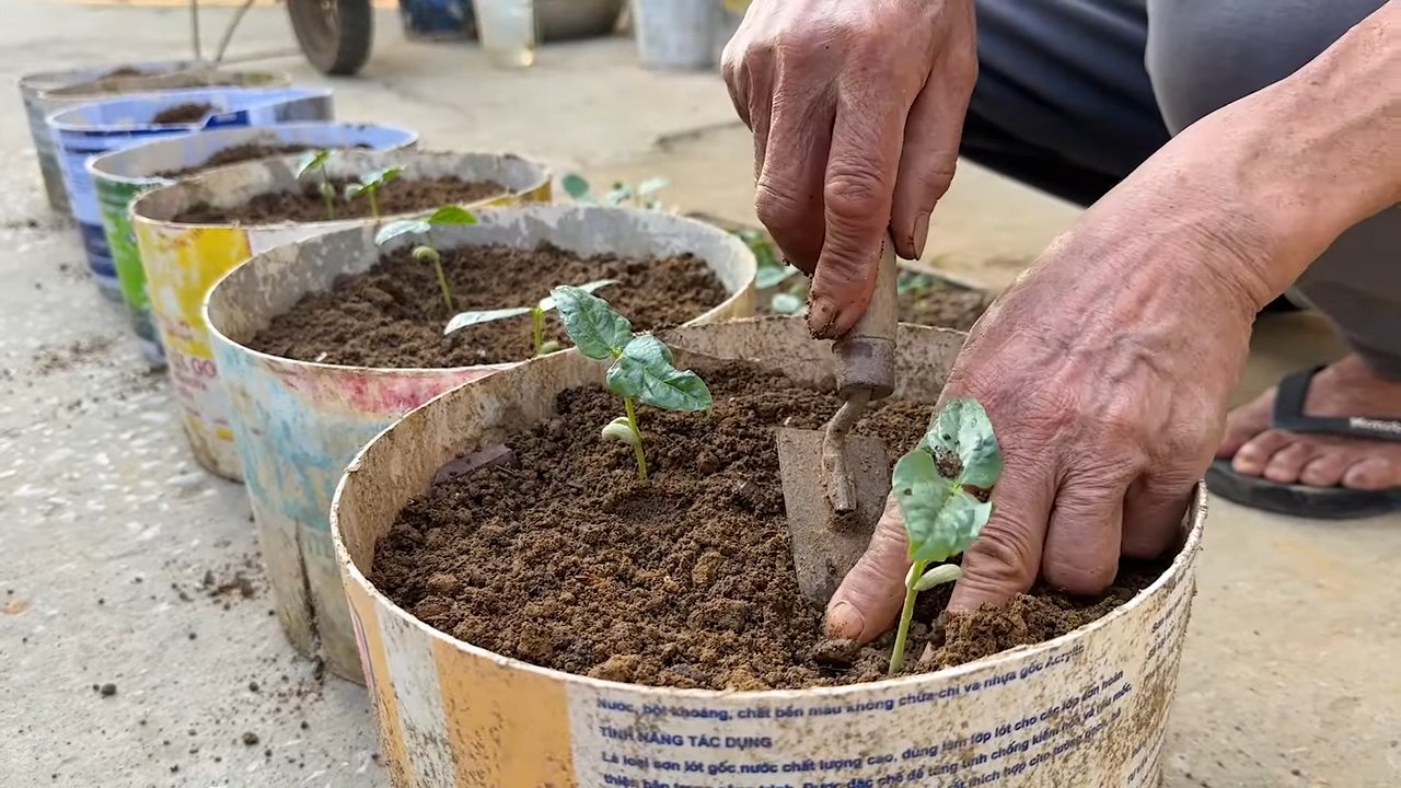 Grow Yardlong Beans Harvest