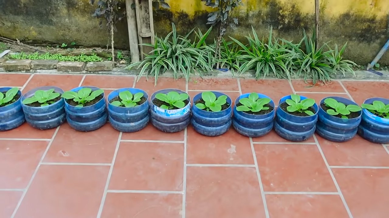 Growing Chinese Cabbage at Home