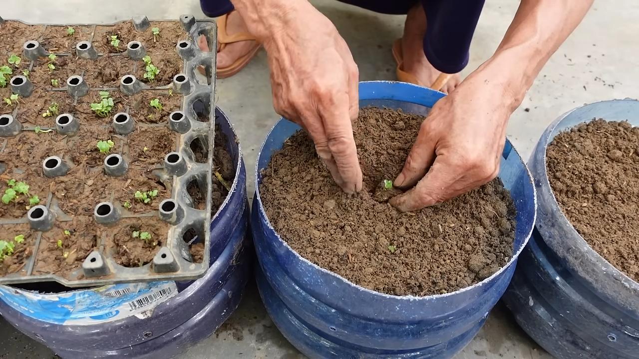 Grow Napa Cabbage at Home