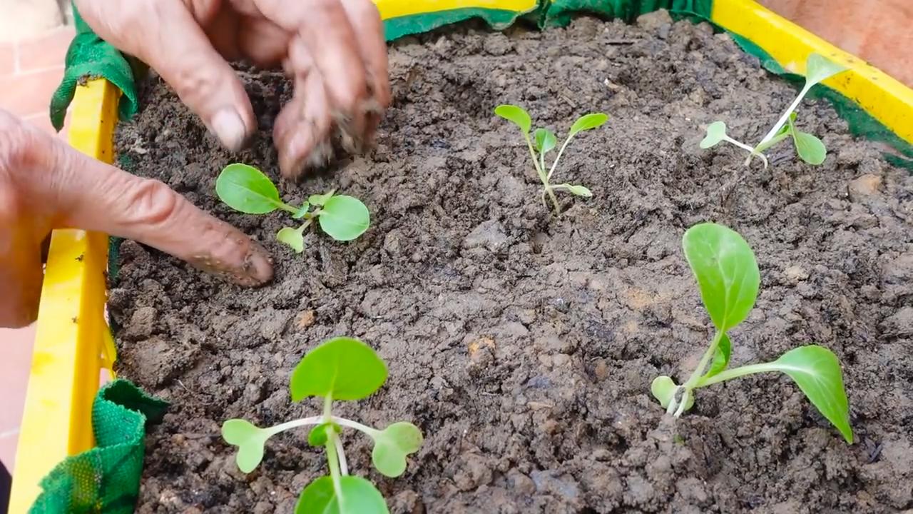 Grow Choi Sum Easily
