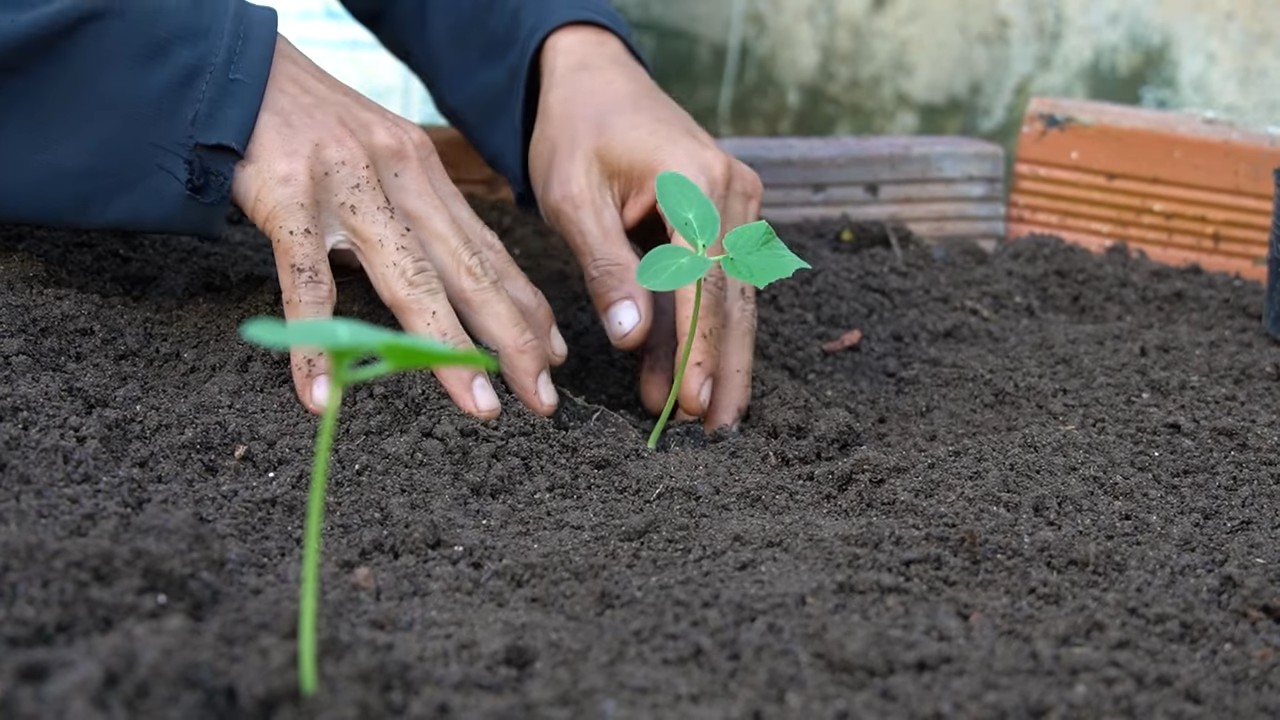 Growing Collard Greens at Home