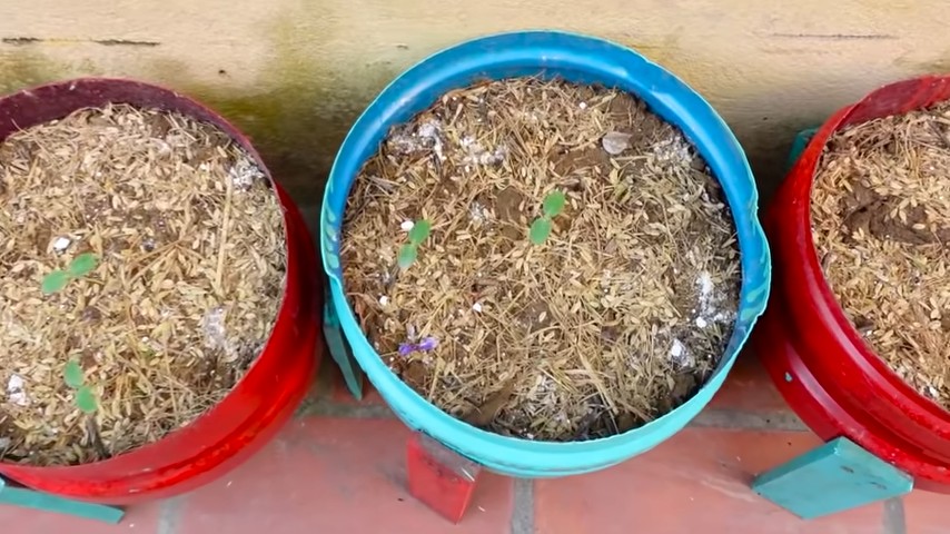 Honeydew Growing Tips