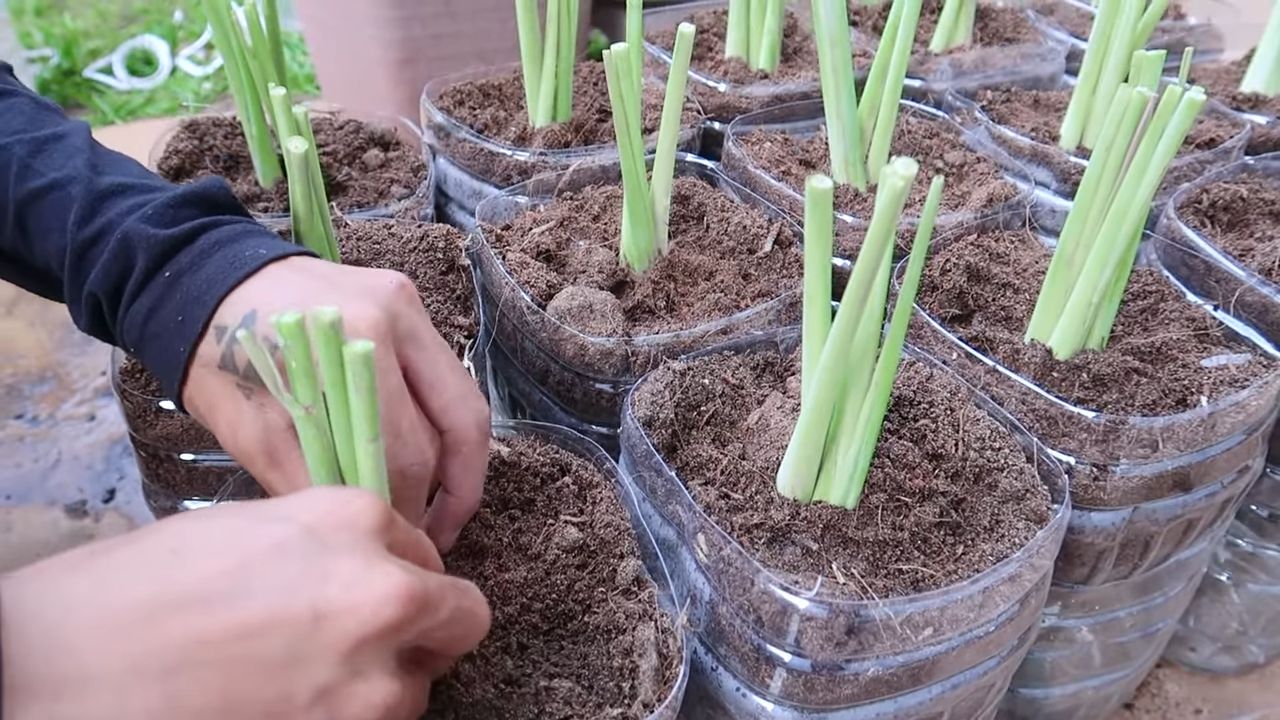 Grow Lemongrass at Home