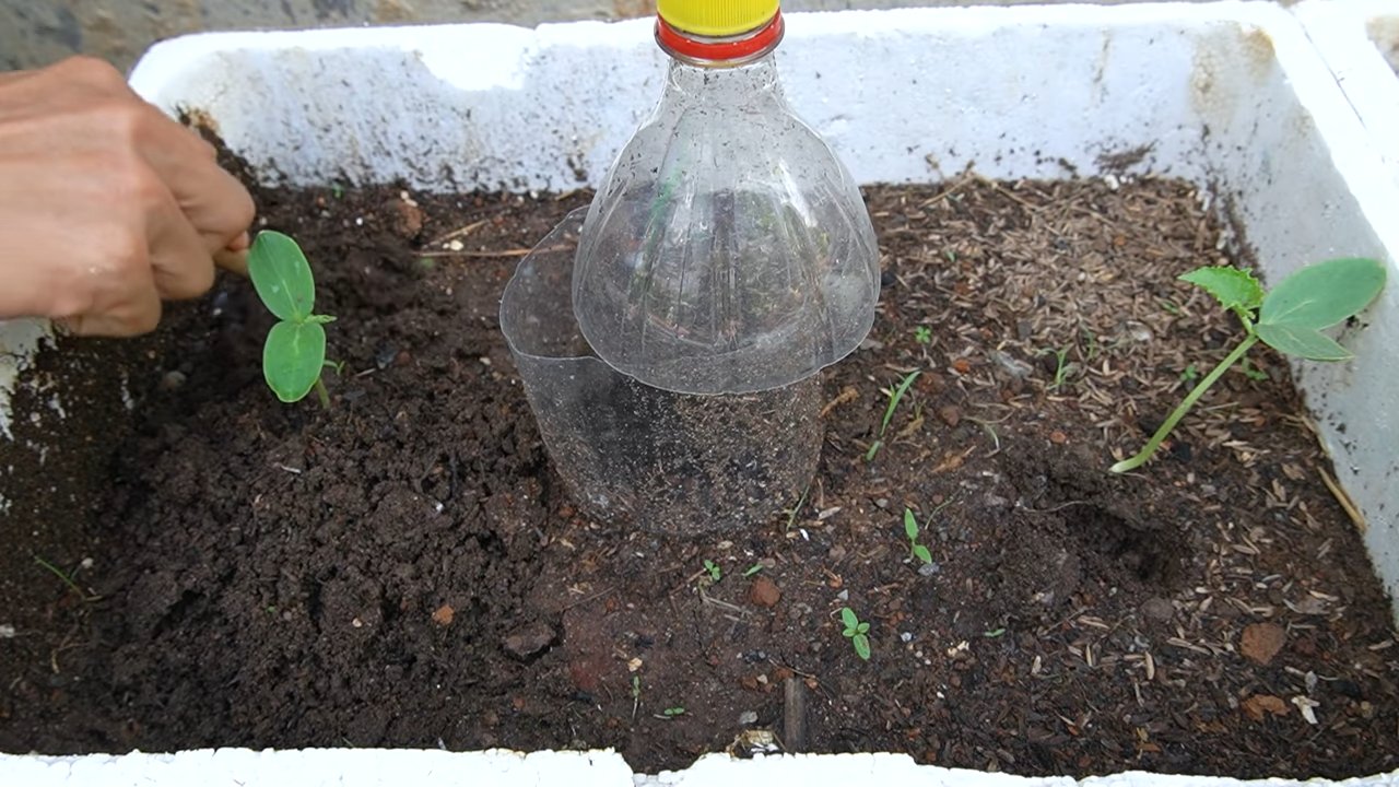Grow cantaloupe tips