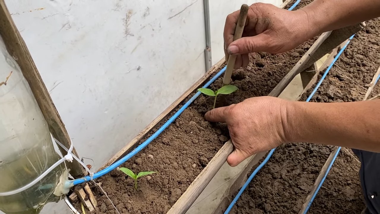 Spinach Tower Garden DIY