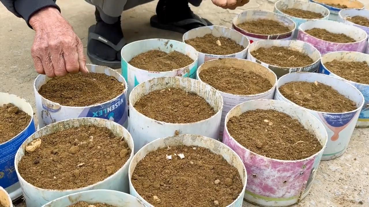 Grow Parsley at Home