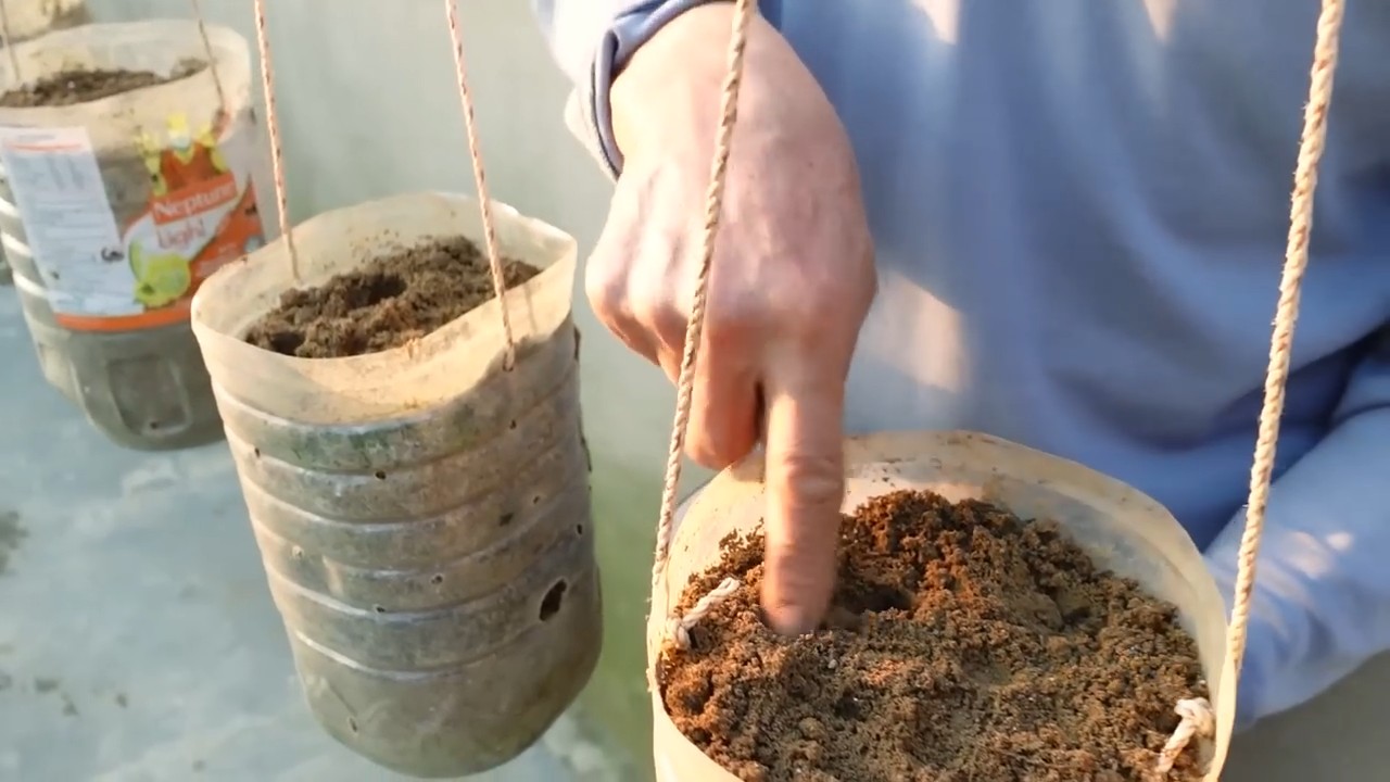 Regrow Carrots From Scraps