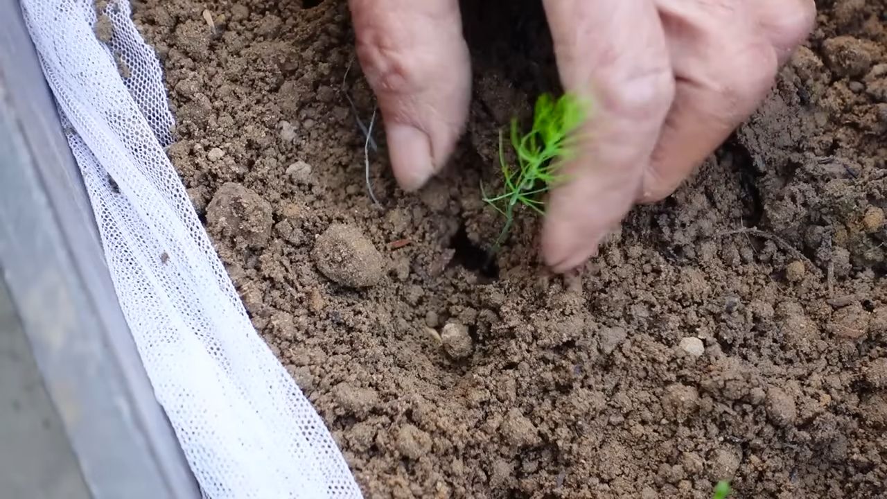 Grow Asparagus at Home Easily