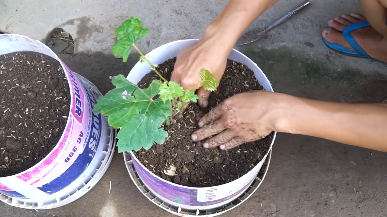 Growing grapes successfully