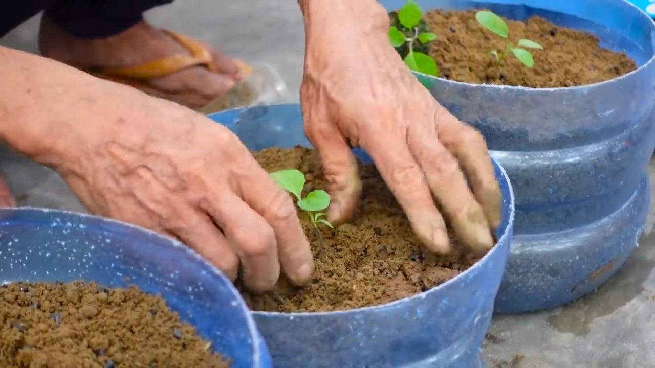Grow eggplant at home