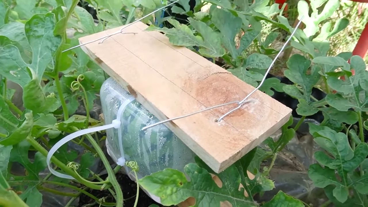 Cucumber harvest increase