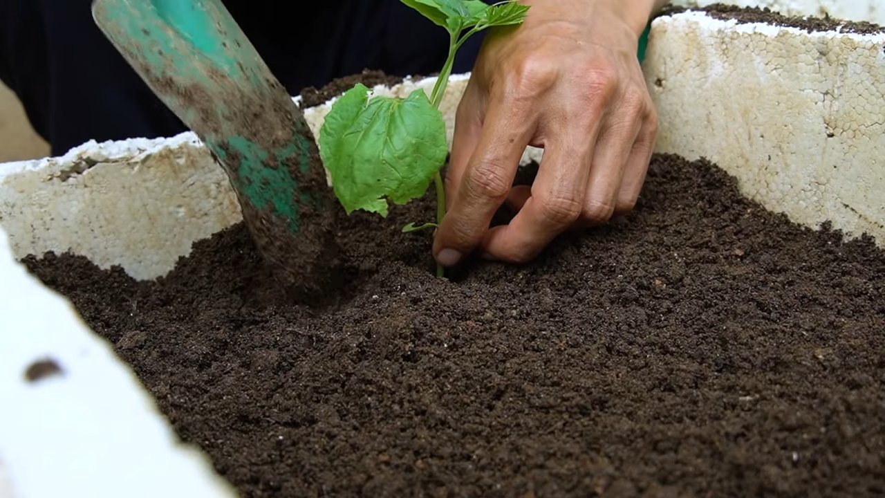 Growing bitter gourds