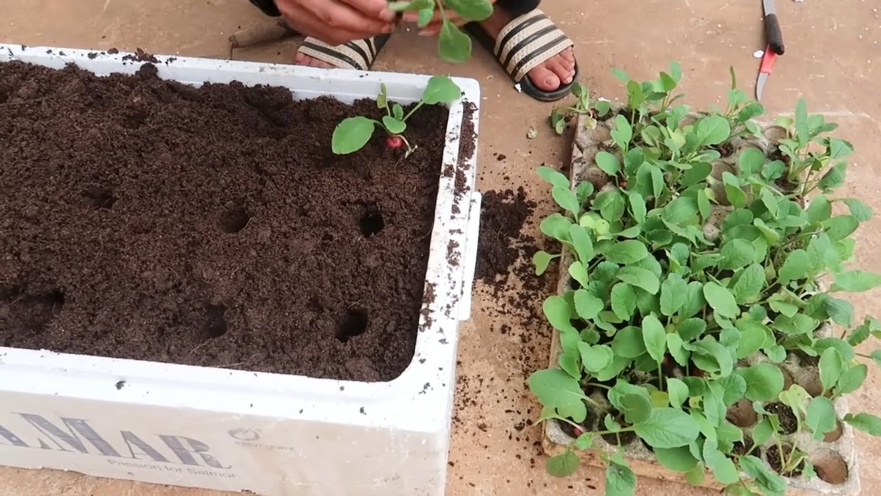 Grow Red Radish Winter
