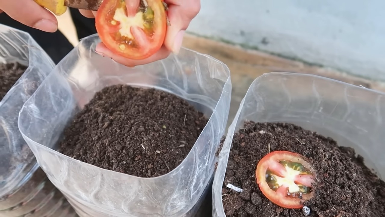 DIY Tomato Garden Family