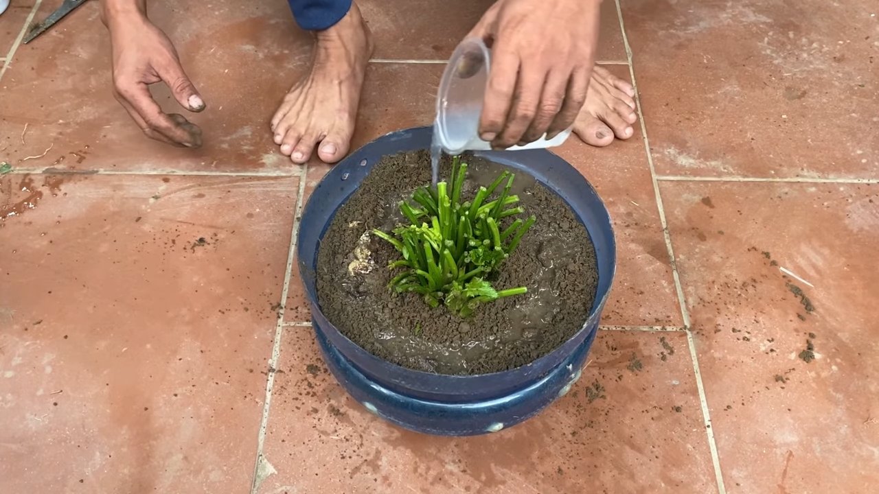 Harvesting celery at home