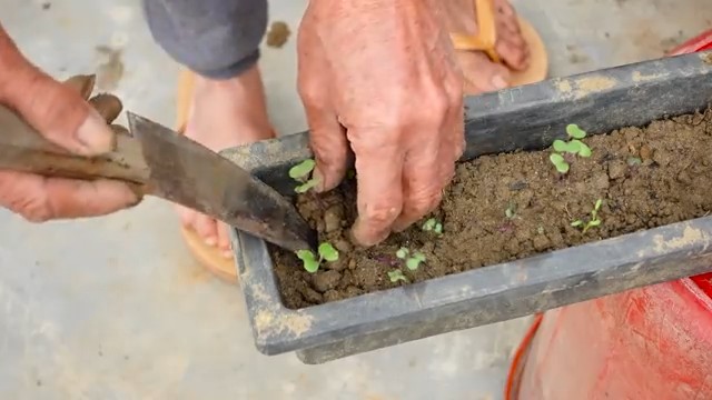 Growing Cabbage at Home