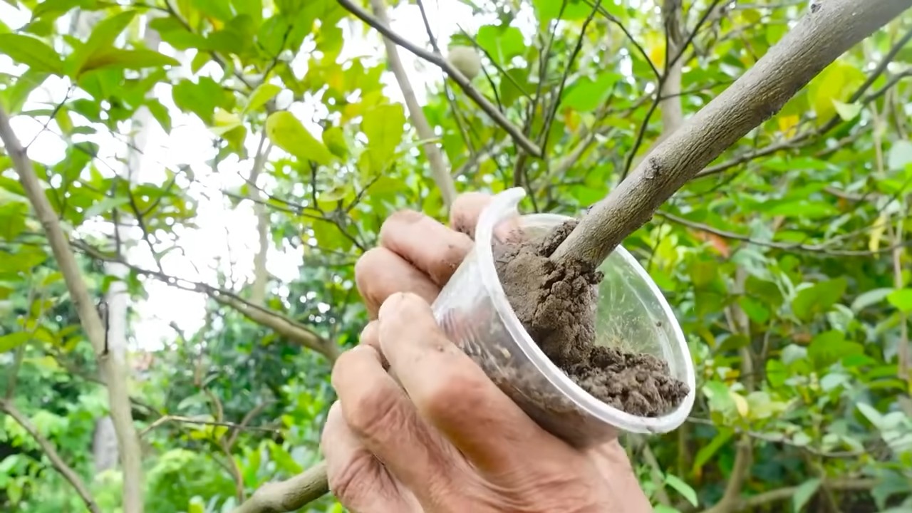 Growing lemons year round