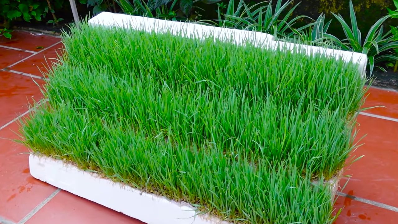 Water Only Wheatgrass Growing