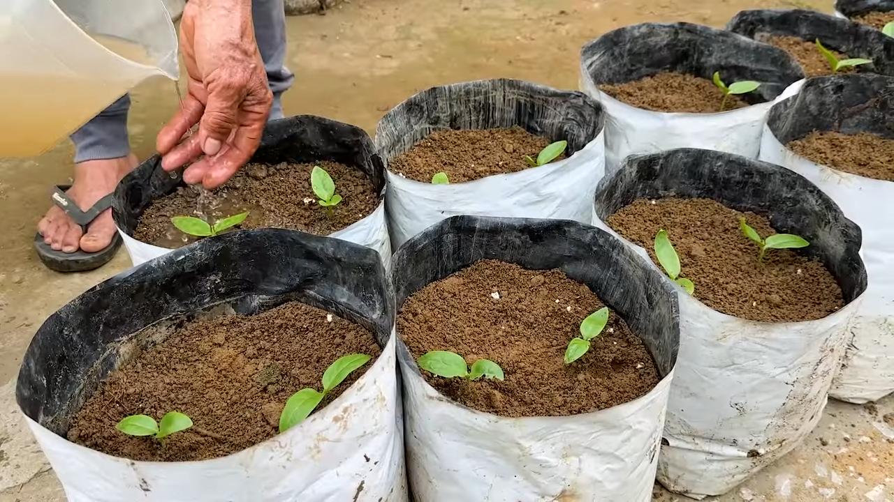 Growing Malabar Spinach Quickly