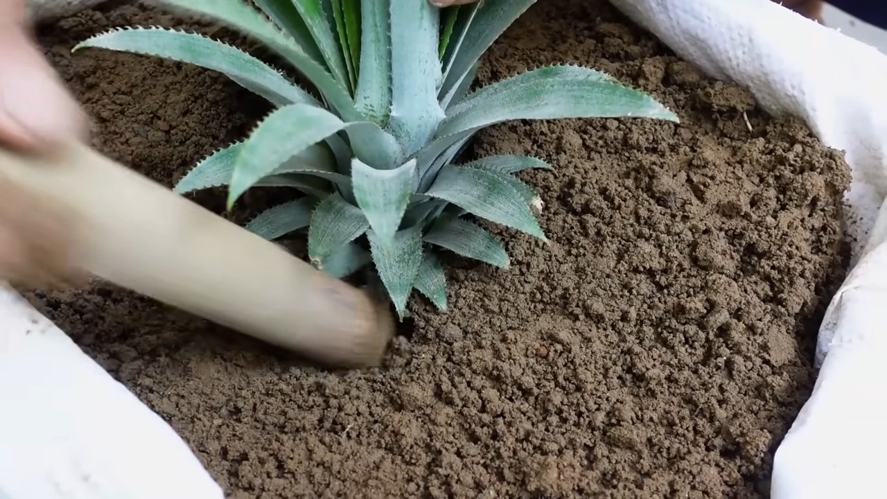 Growing Pineapple at Home