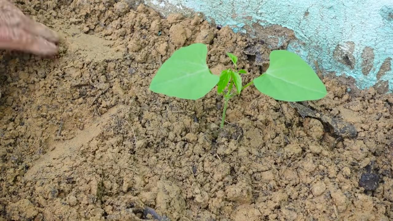 Grow dragon beans