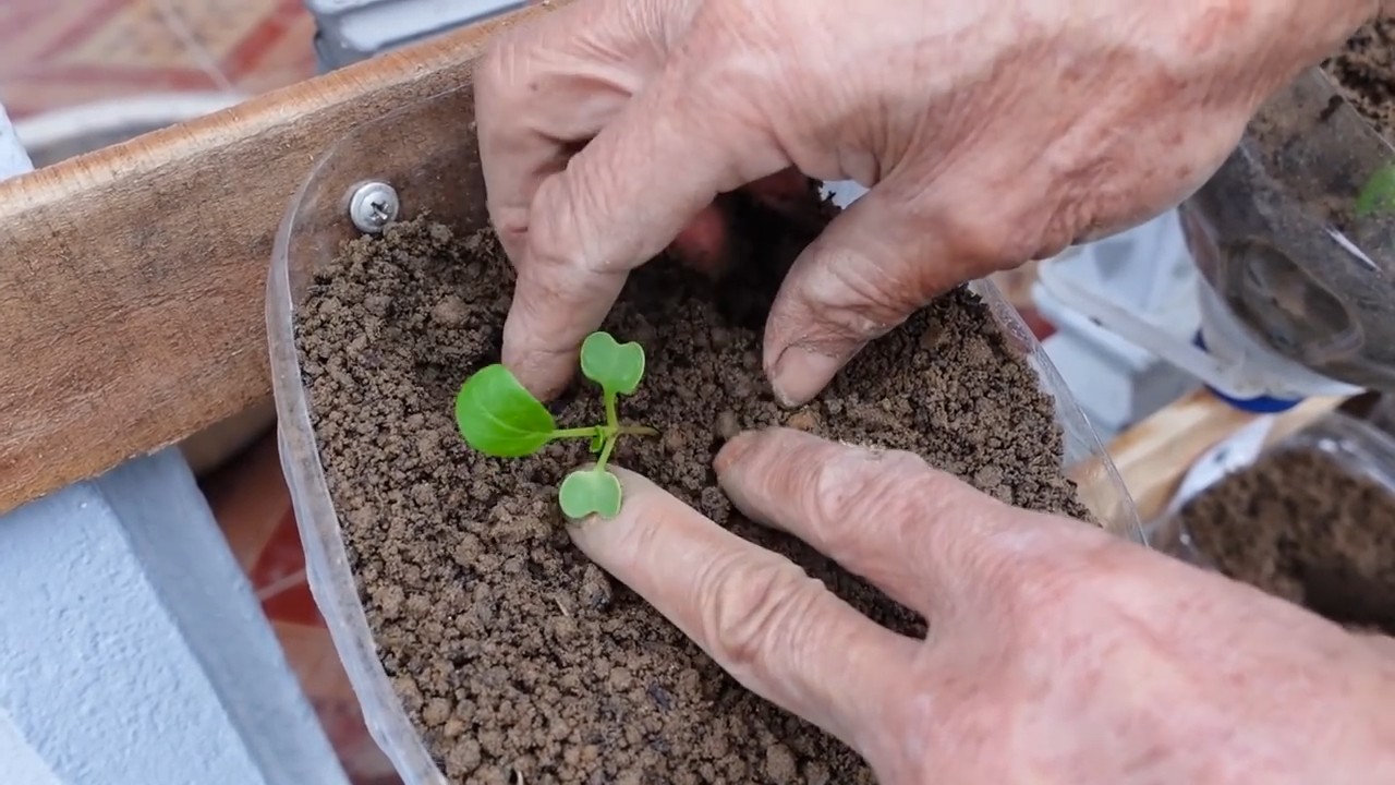 Grow Bok Choy Rooftop