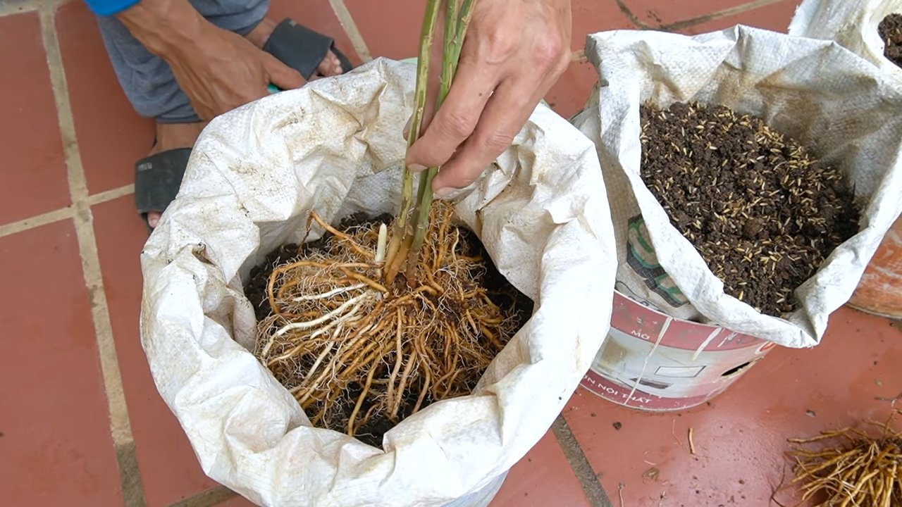 Grow Asparagus Year Round