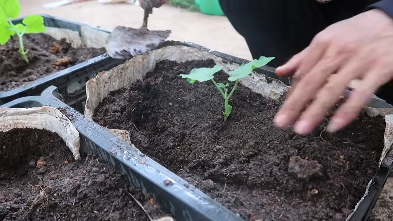 Grow Snake Gourd Easily