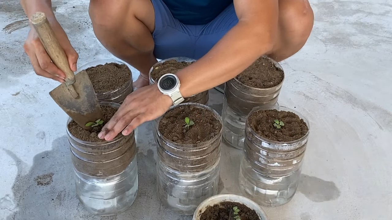 Growing Mustard Greens in Bottles
