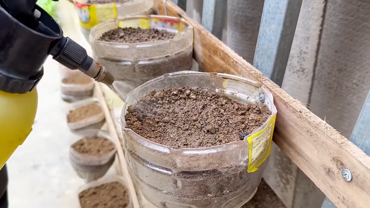DIY Kale Bottle Garden