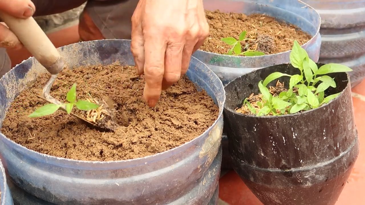 Chili pepper harvest increase