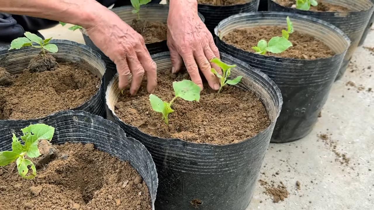 Unique Melon Variety Harvest