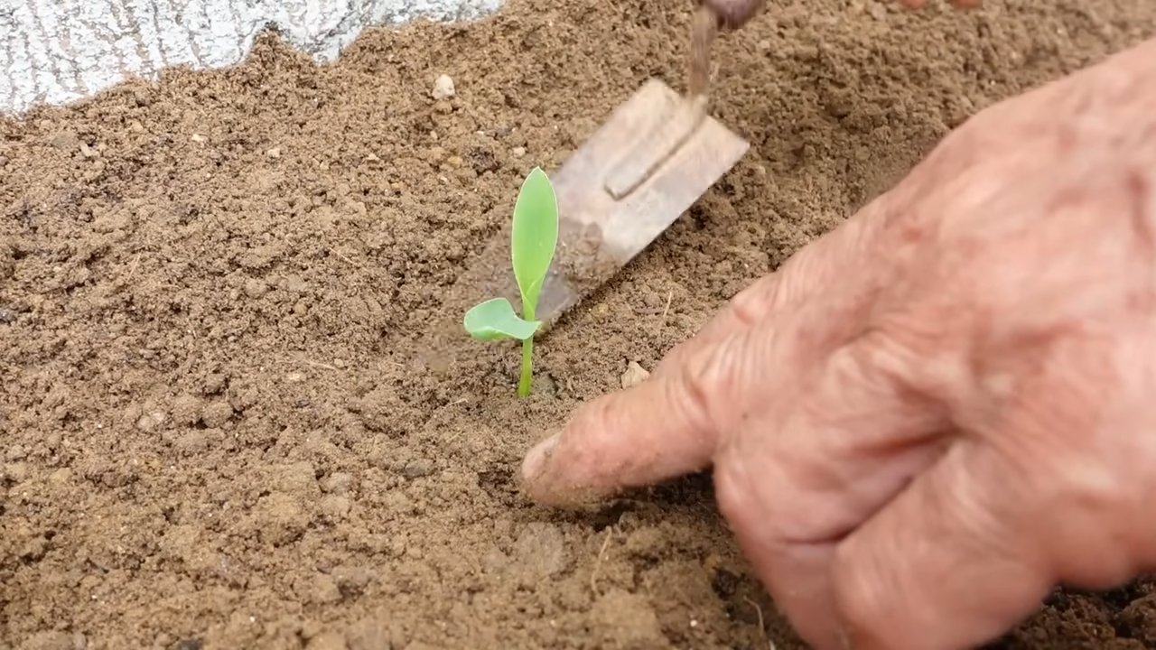 Growing corn on concrete