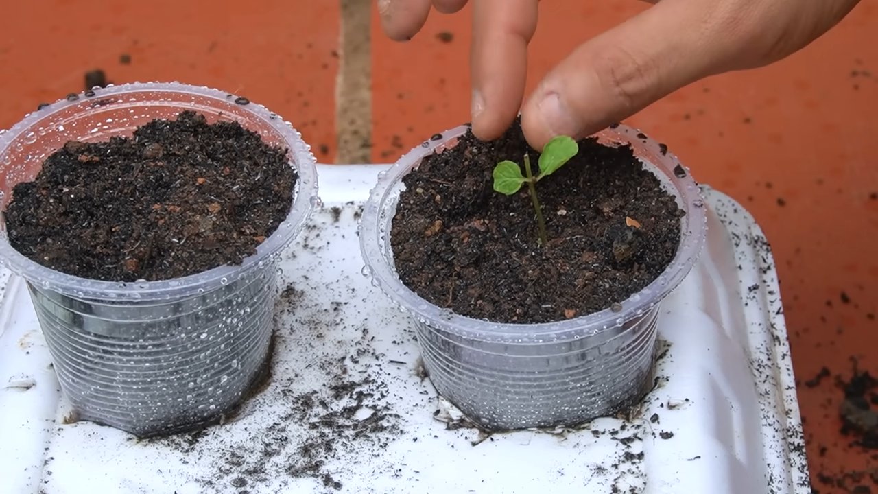 Styrofoam box mint growing