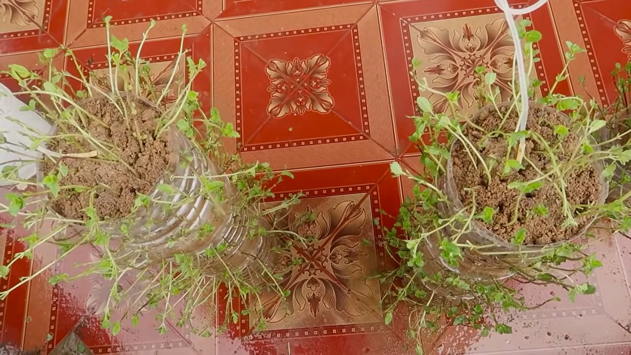 Growing mint indoors