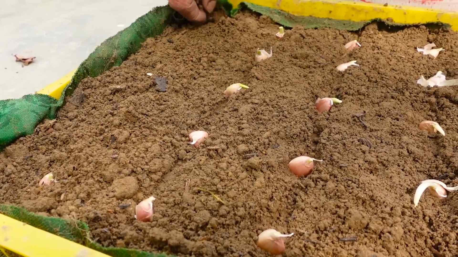Growing Garlic at Home