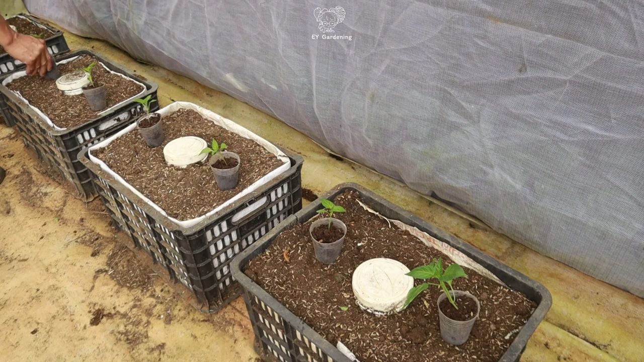 Chili pepper growing system