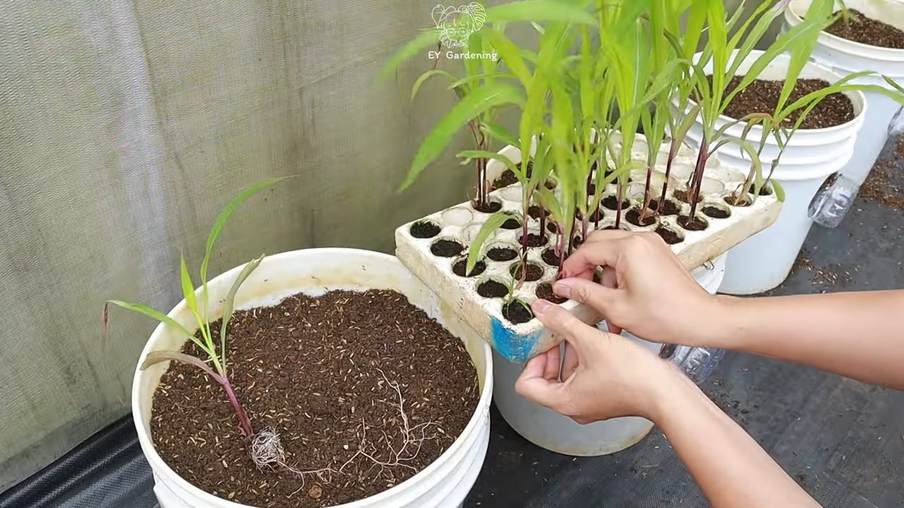 Purple corn container gardening