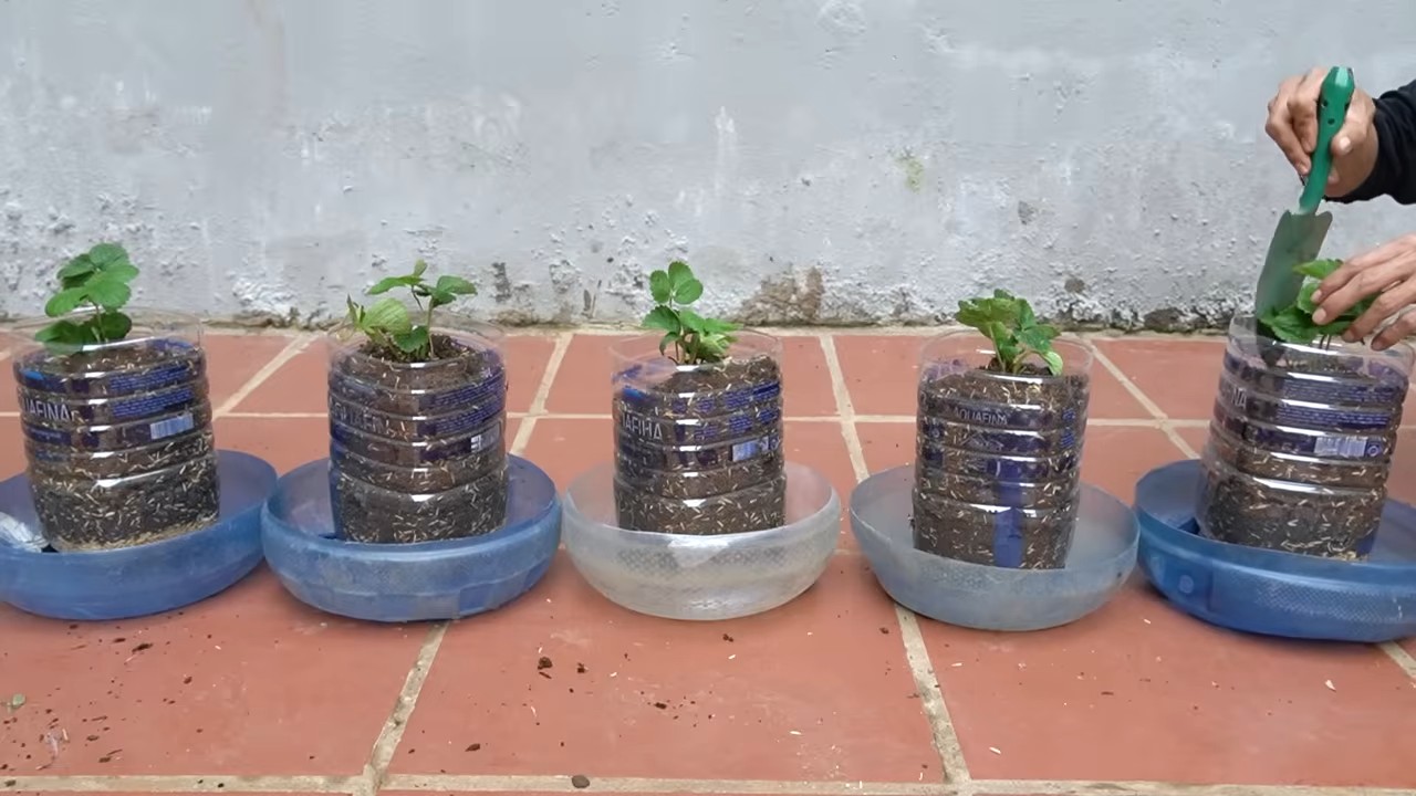 Balcony Strawberry Harvesting