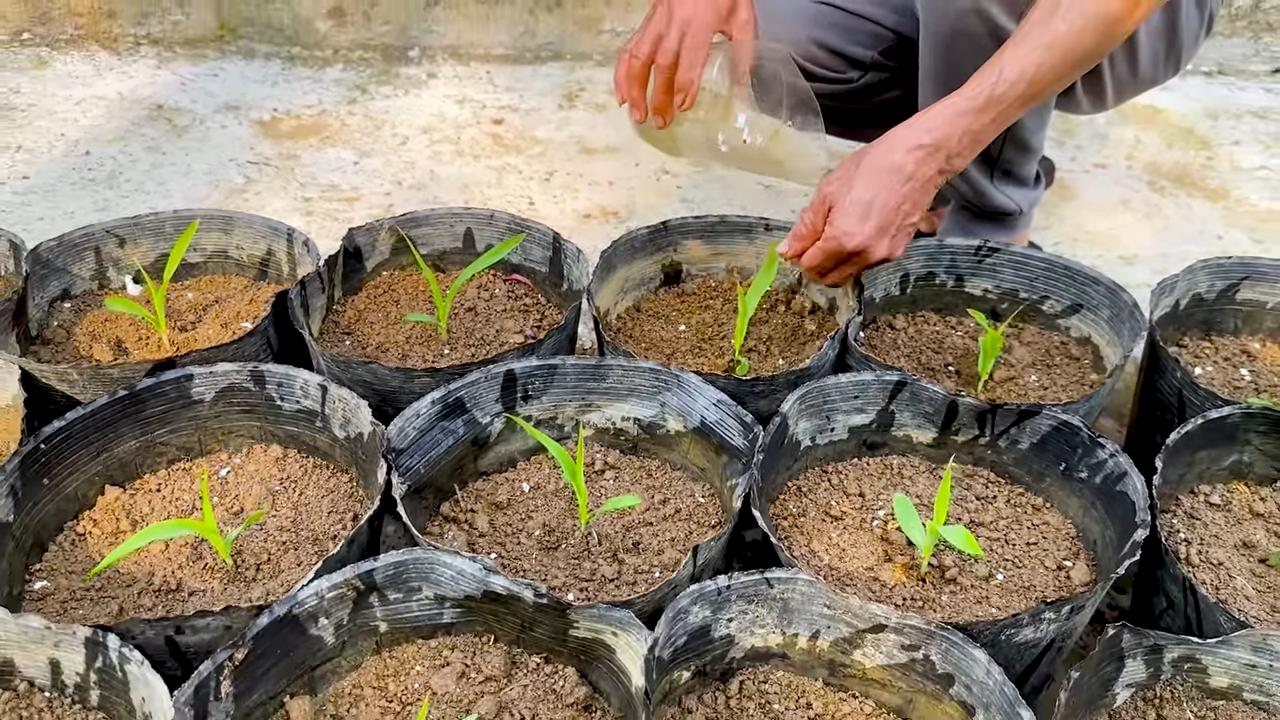 Rooftop Slab Corn Method