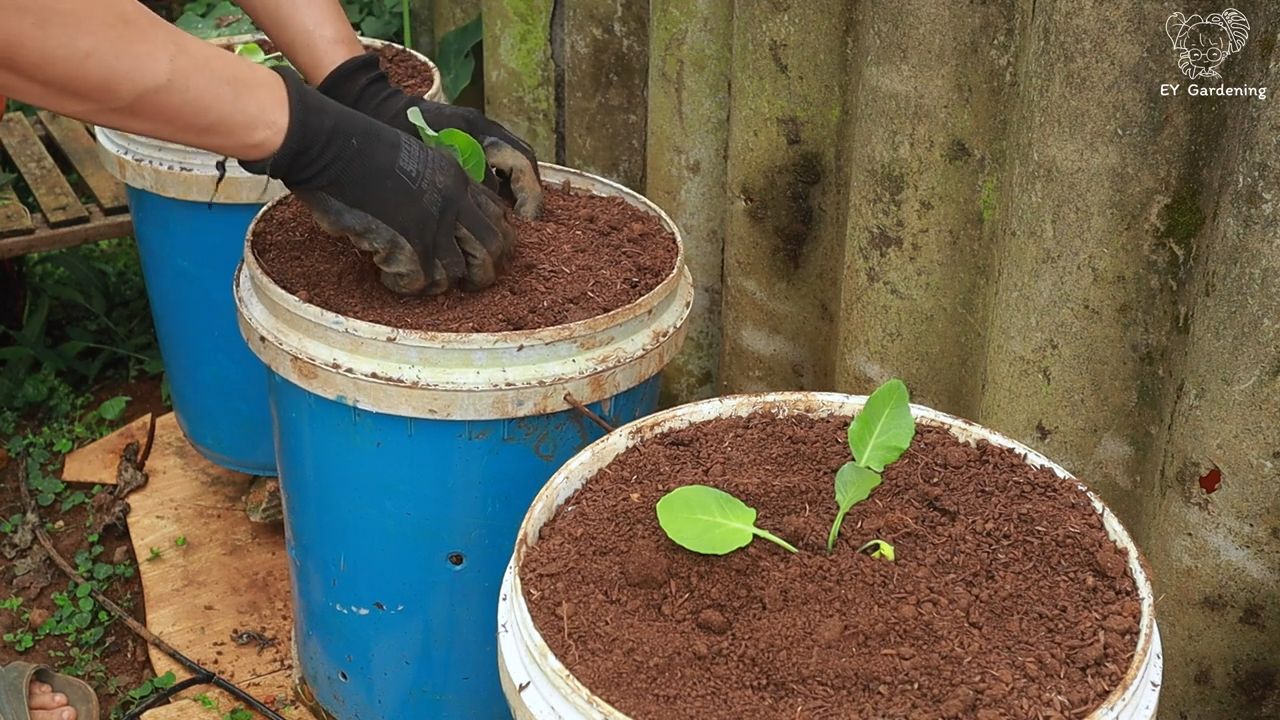 Companion Planting Broccoli Cauliflower
