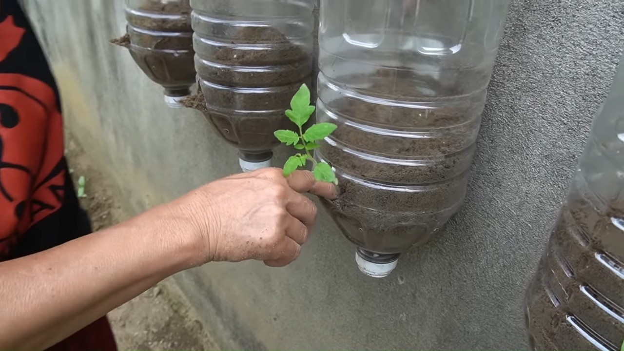 Vertical tomato gardening